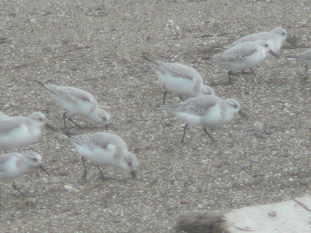 p1050430s.jpg